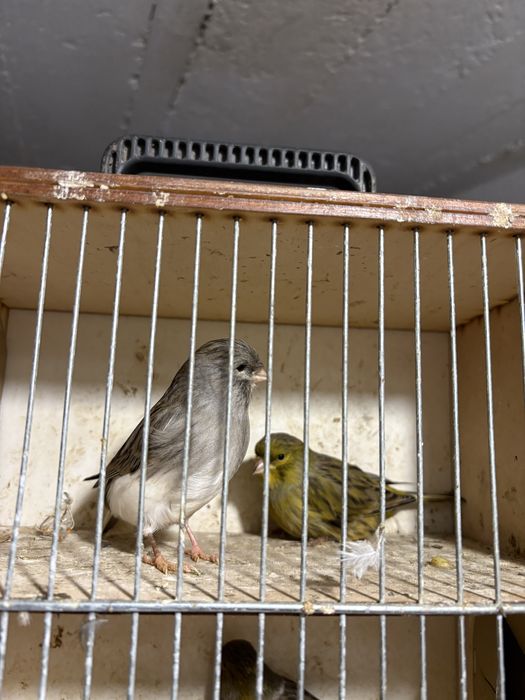 Kanarki samce sprzedam