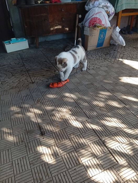 Продам щенков породы алабай САО