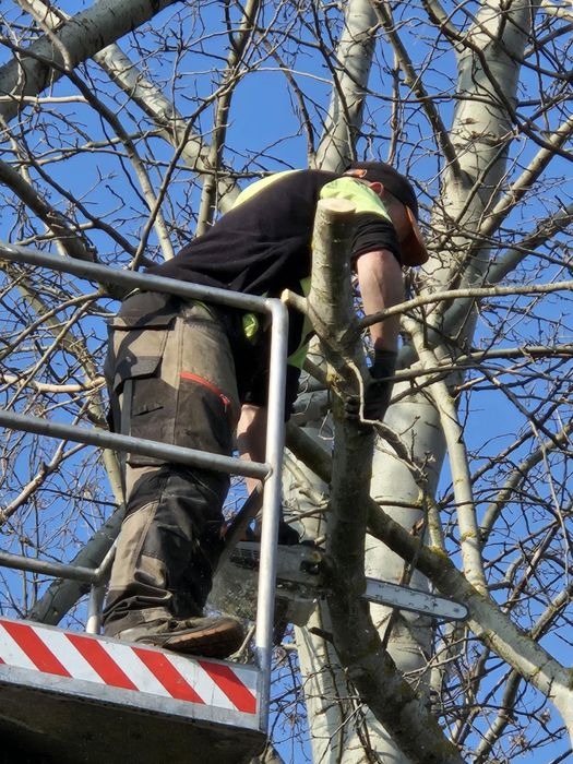 Wycinka, przycinka drzew, Usługi zwyżką