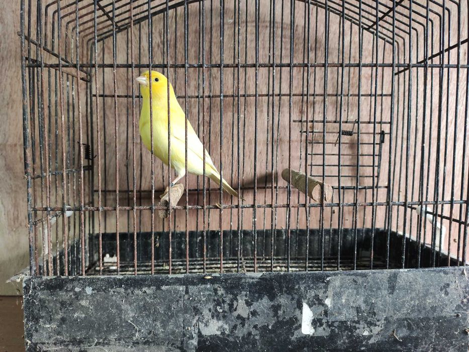 Últimos canários 2025