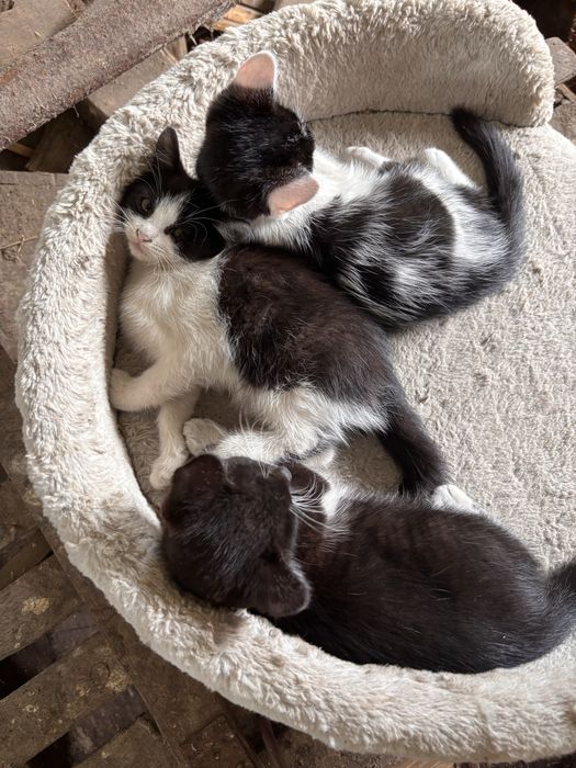 Kotki do adopcji