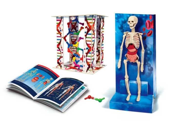 Ciało Ludzkie Człowieka ZESTAW SZKIELET Clementoni