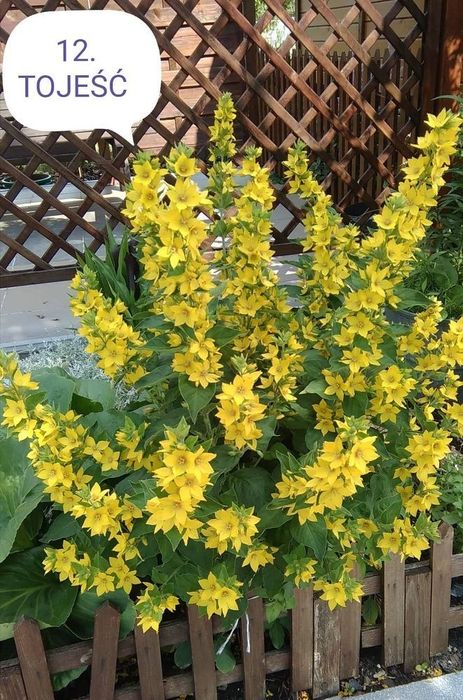 Wieloletnie sadzonki kwiatów zimujących