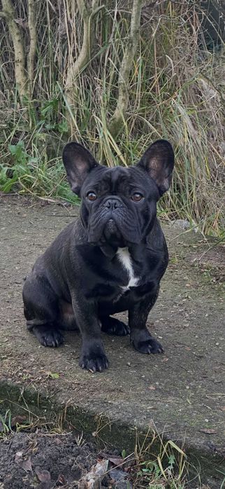 Buldog francuski FCI, ZKwP