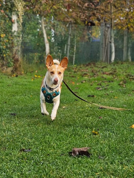 Ufo - piękny biało rudy uszatek. Adopcja
