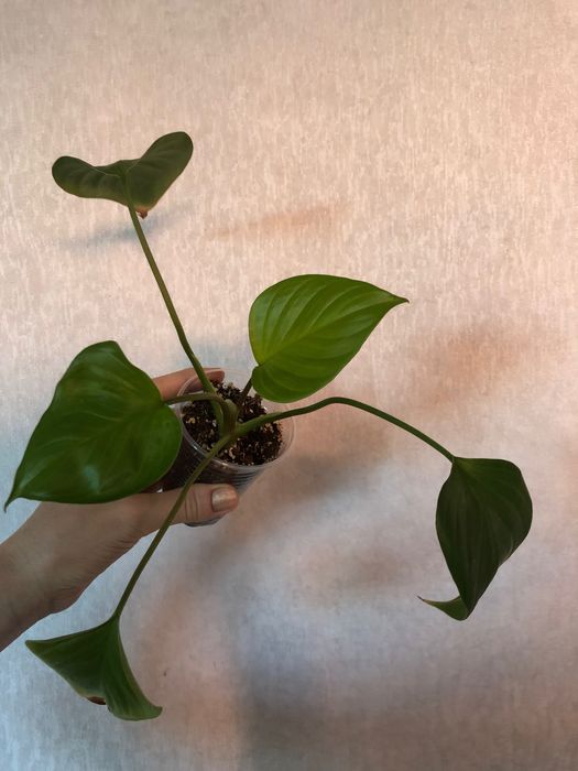 Хомаломена Лемон Лайм