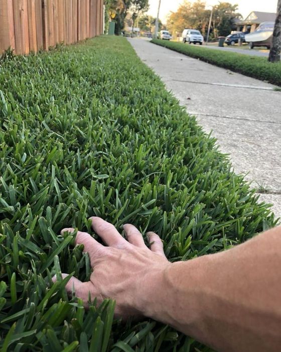 Рулонний газон Озеленення ландшафт укладка