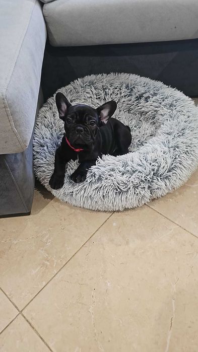 Bulldogue Francês Preto