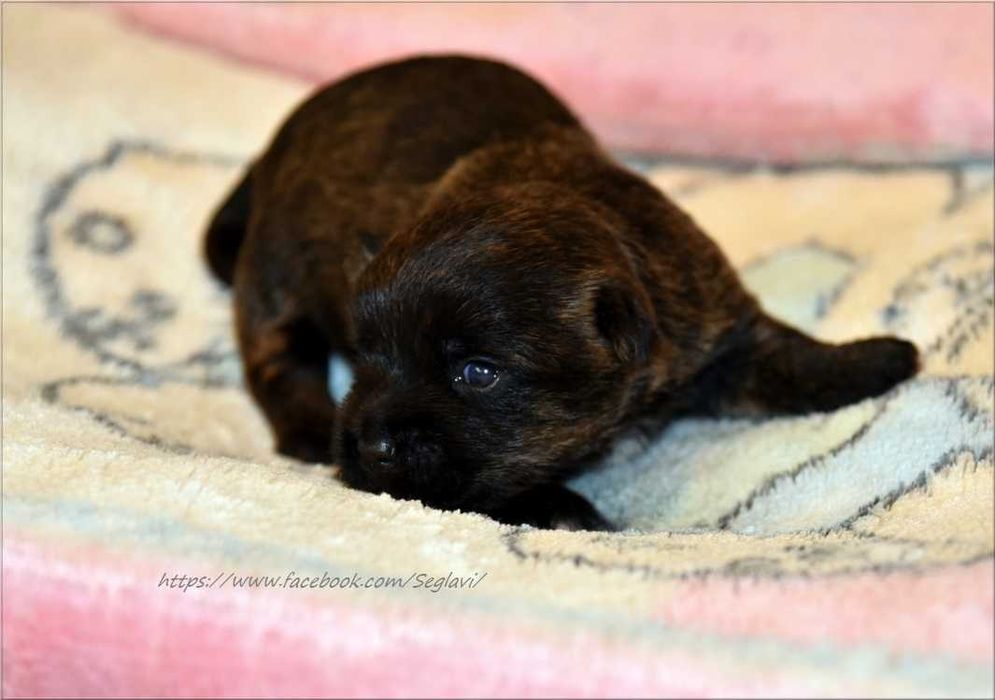 Cairn Terrier - rodowodowy (ZKwP/FCI) piesek