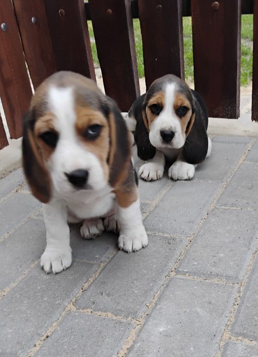 Beagle szczeniak