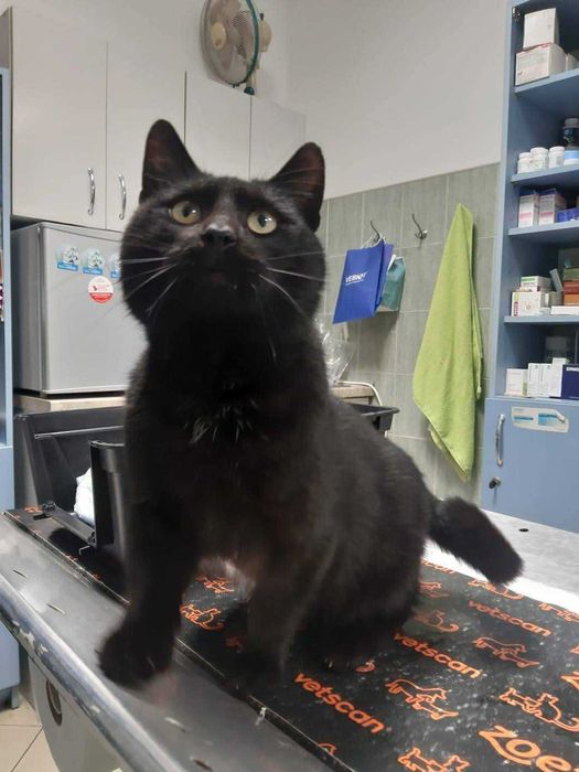 Moschino czeka na domek