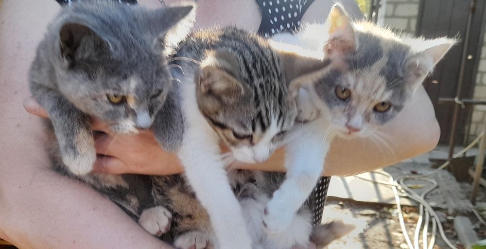 Віддам в добрі руки!