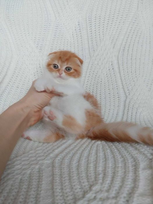 Рскошная плюшевая малышка Скоттиш Фолд з милейшей щекастой мордочкой