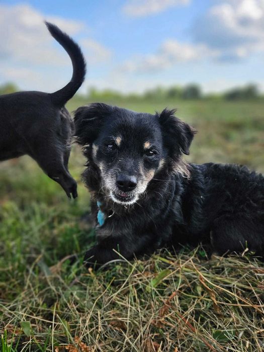 Rej pilnie szuka domu