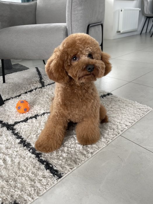 В‘язка мальтипу, той пудель