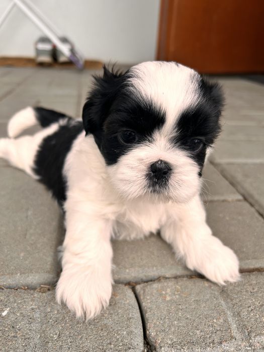 Szczeniaki Shih-Tzu