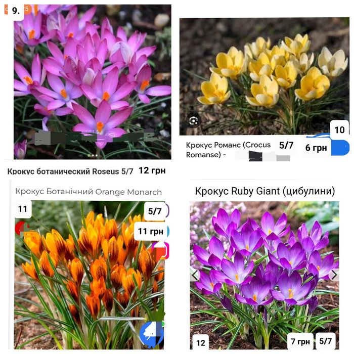 Крокуси великоквіткові і ботанічні Голандія