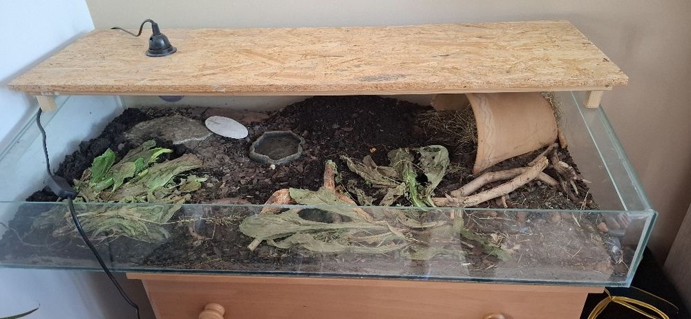 Terarium dla gada żółw lądowy akwarium wybieg