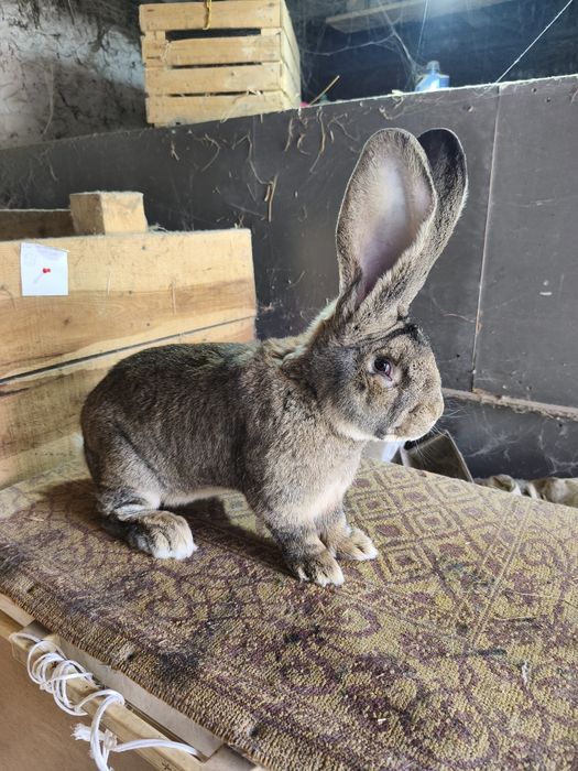 Samiec Olbrzym Belgijski BOS