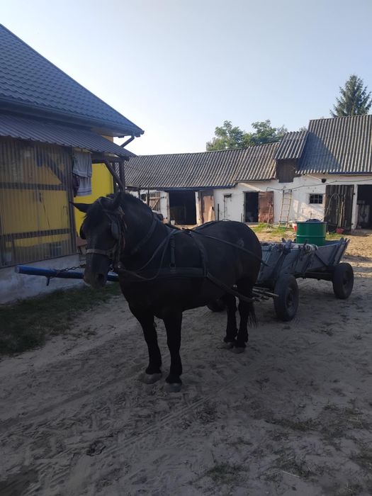 Kobyła na sprzedaż waga ponad 1 tona