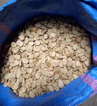 LUCERNA sorgo BÓB bobik łubin peluszka groch koniczyna rzodkiew płużna