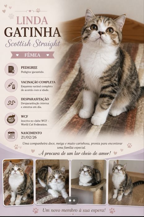 Scottish straight femea