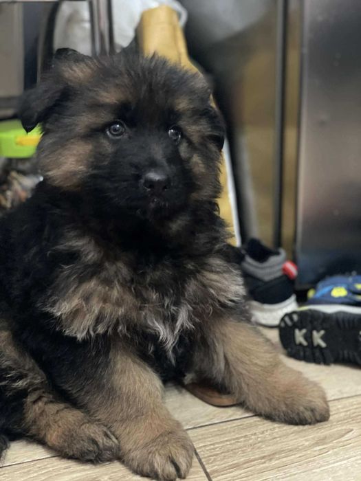 Psy rasy owczarek niemiecki długowłosy