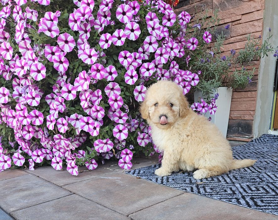Pudel miniaturowy piesek