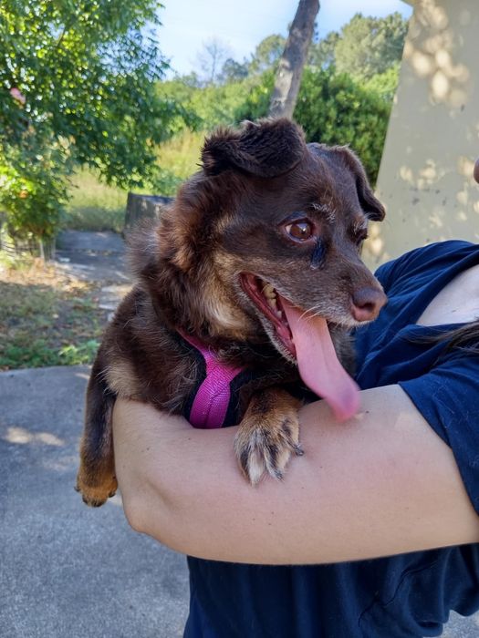 Cadelinha de porte pequeno para adopção responsável