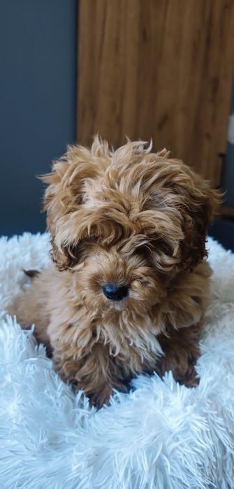 **Cavapoo** cudowny piesek!