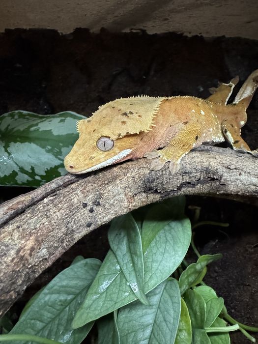 Gekon orzesiony samiec