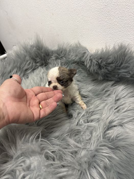 Menino Mini Chihuahua  lindissimo “ de bolsa.