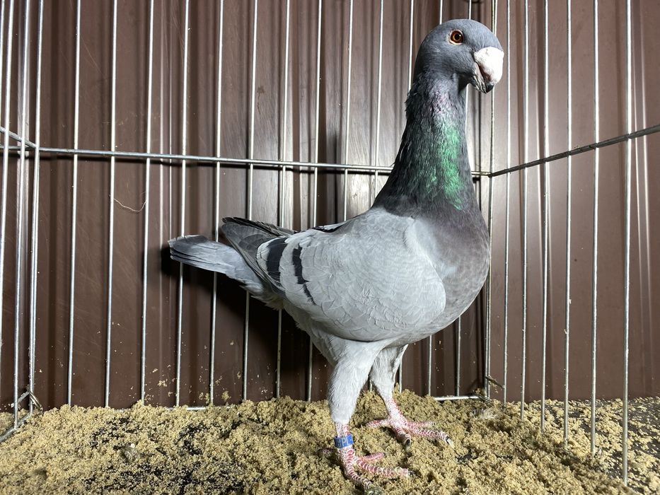 Niemiecki wystawowy samiec niebieski