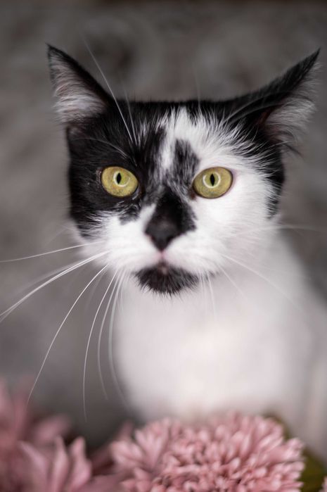 TOFICZKA kotka do adopcji