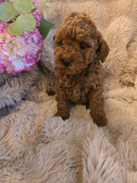 Suczka Pudel Toy red badania genetyczne rodziców