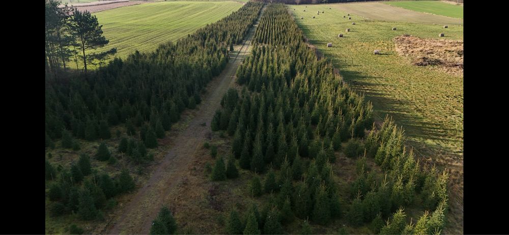 Choinki Świerk Pospolity formowany Plantacja