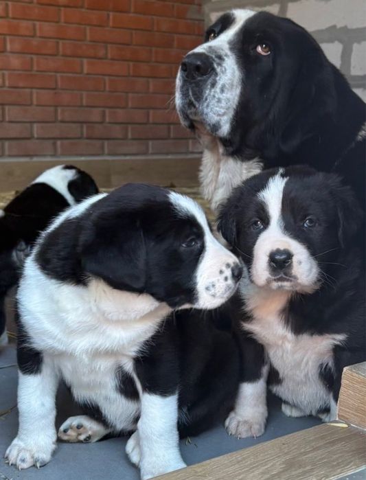 Щенки Среднеазиатской Овчарки