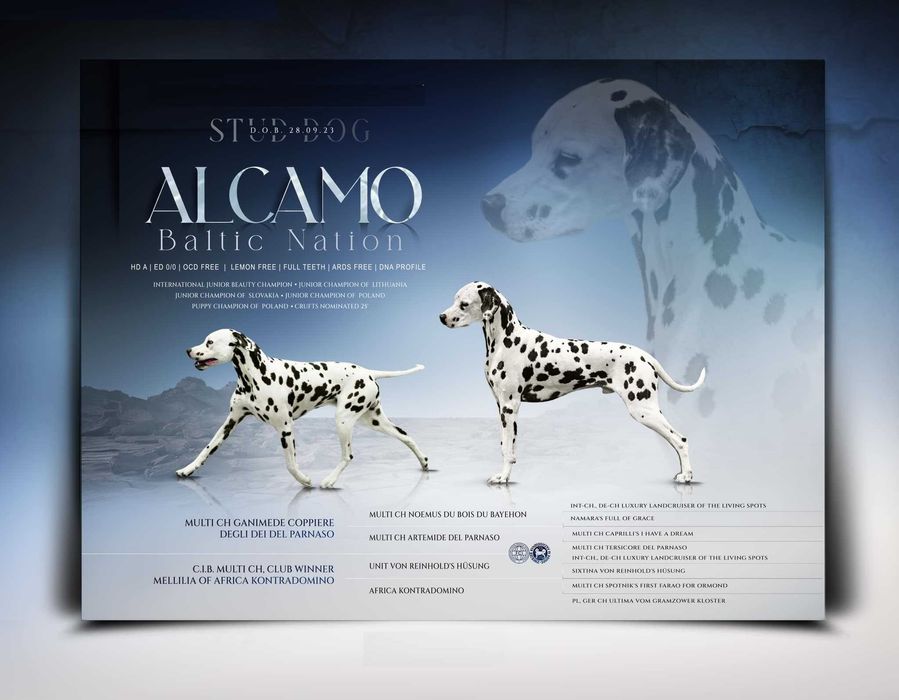 Dalmatyńczyk zapowiedź miotu (FCI)