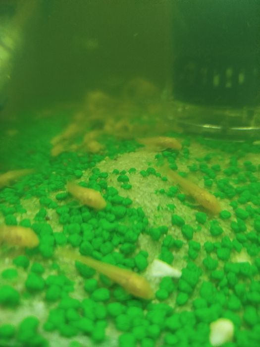Ancistrus albinos 2.00