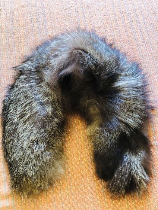 Gola raposa VERDADEIRA