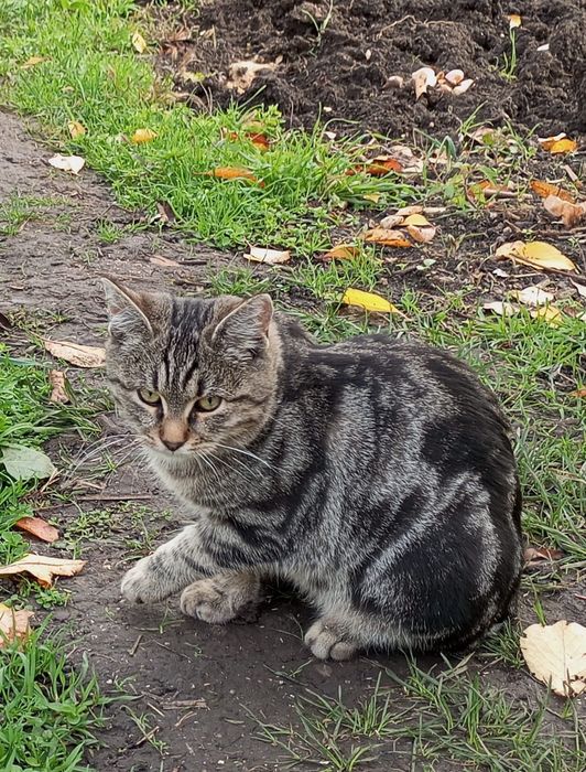 Чудовий котик без хвостика в добру родину.