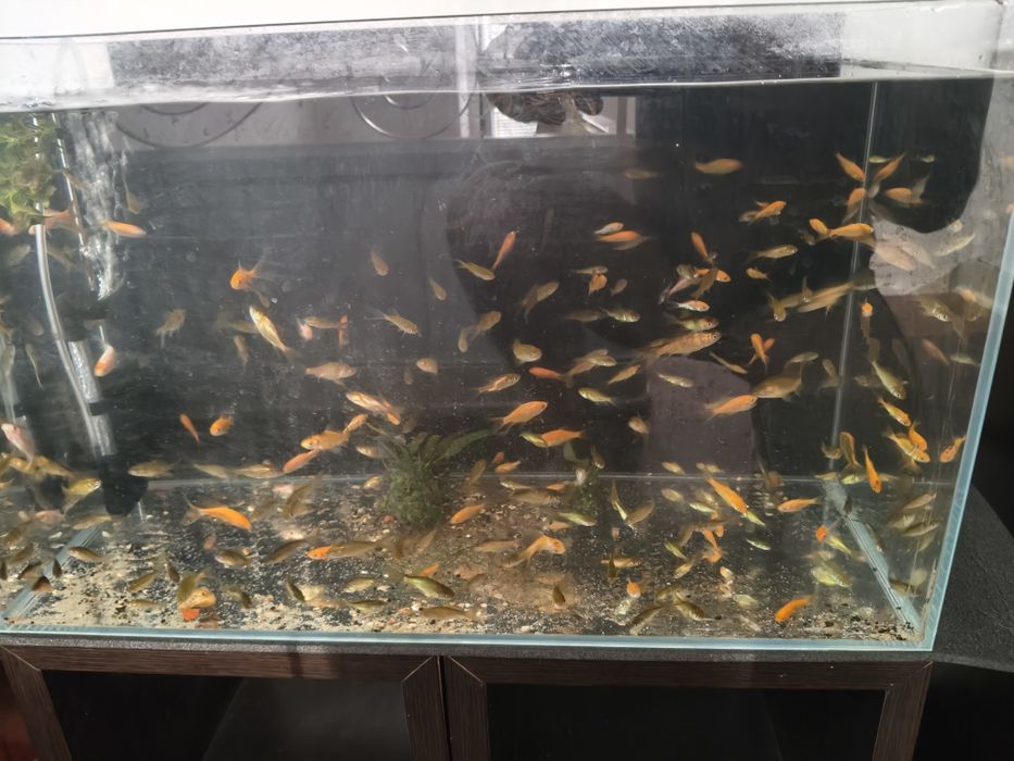 Vende se peixes água fria