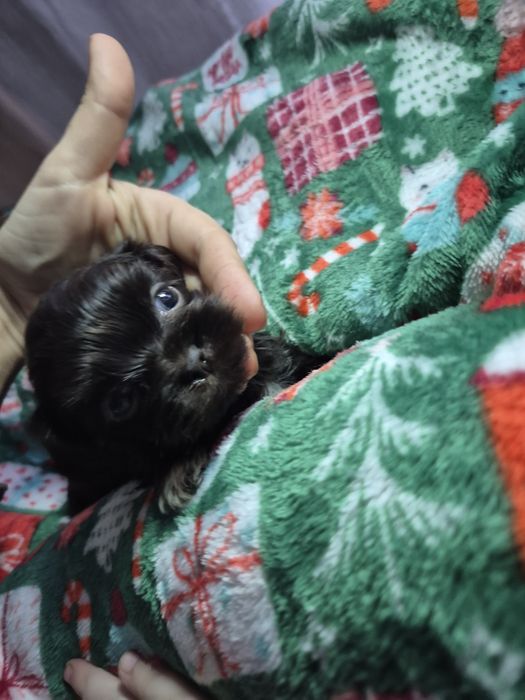 Fido mini chlopczyk Shih Tzu unikatowy maluch/ domowa hodowla
