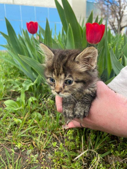 Кошеня, хлопчик, 1 місяць