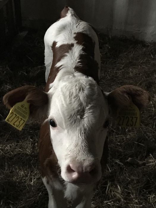 Sprzedam byczki i jałóweczki.