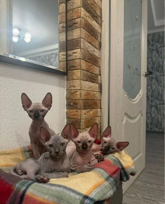 Канадський сфінкс кошенята