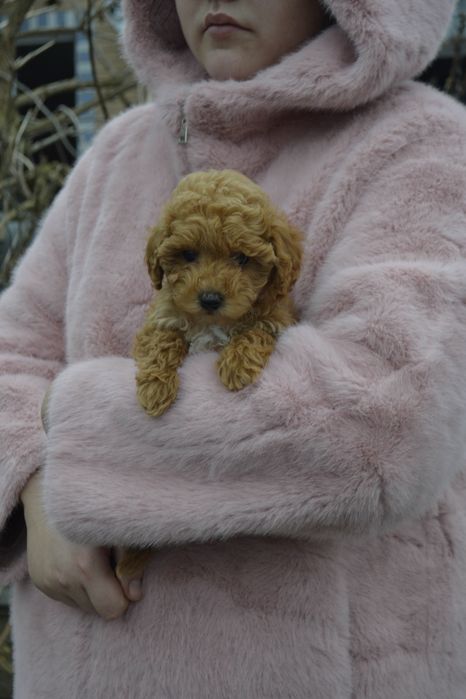 Така неймовірна красуня дівчинка мальтіпу