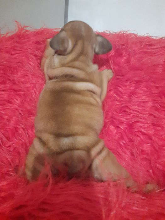 Щенки францкзского бульдога из питомника Одесса