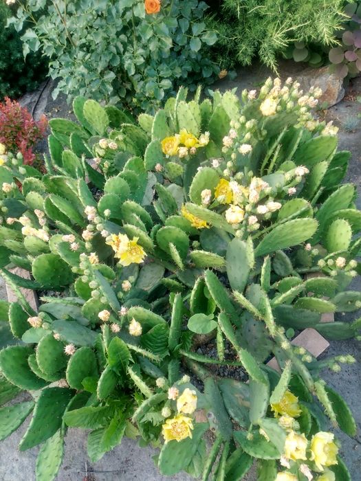 Опунция уличная садовая желтая