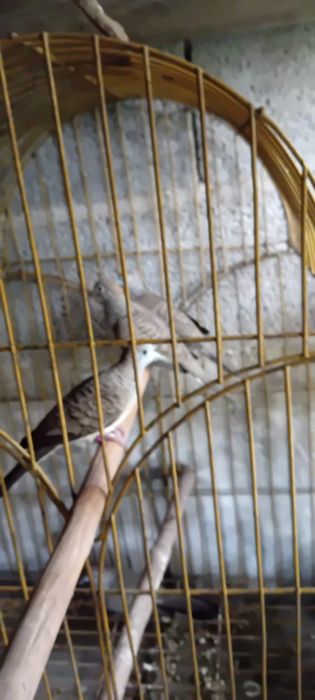 Aves criadas em cativeiro